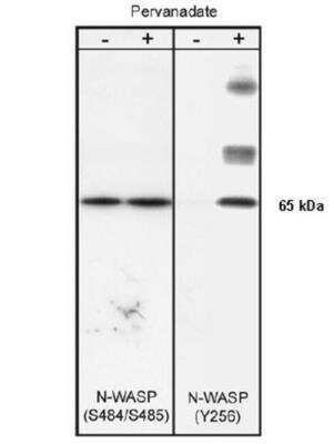 Western Blot: N-WASP [p Tyr256] Antibody [NB600-1169]